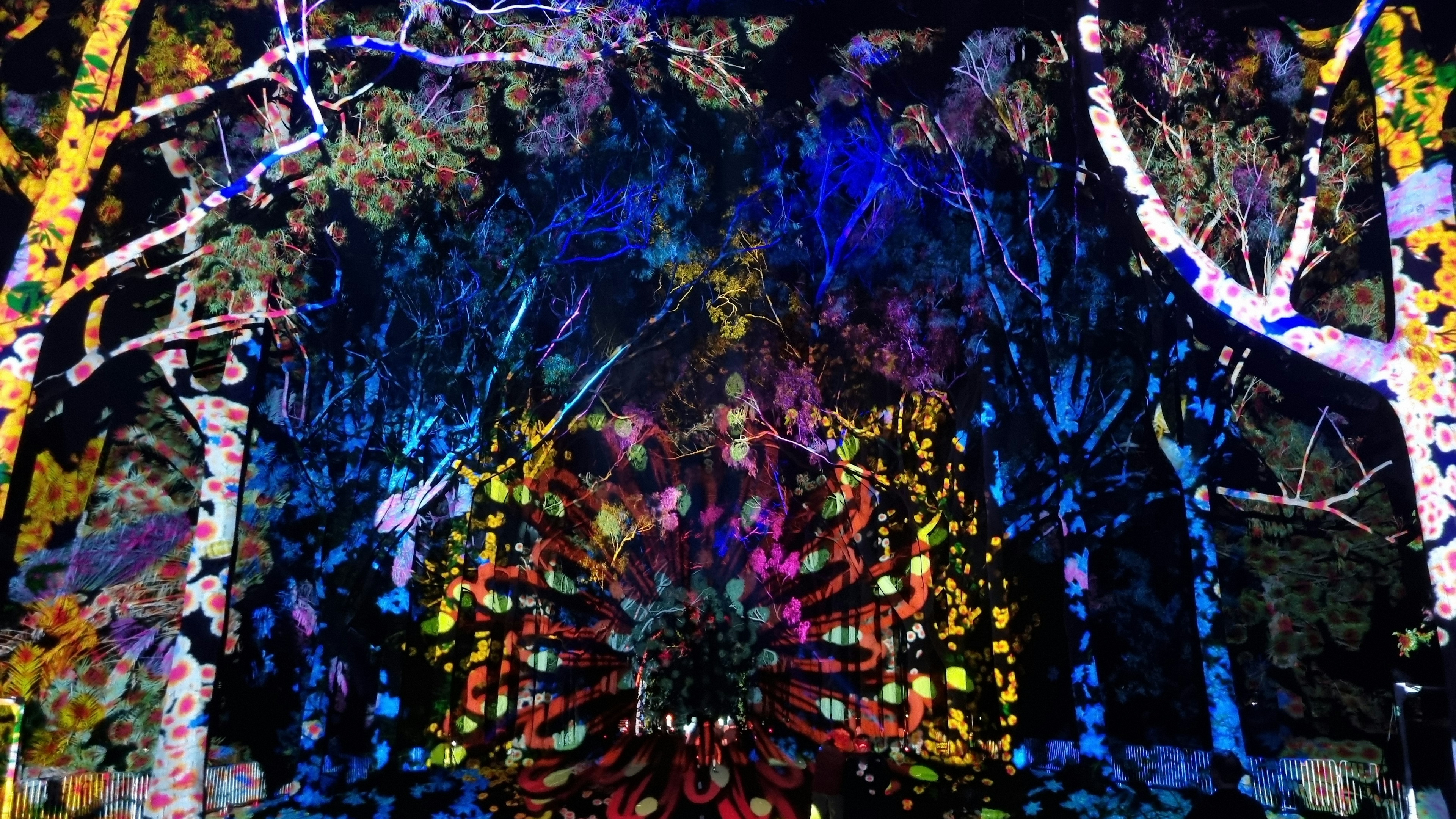 Projection Magic Illuminates Boorna Waanginy: The Trees Speak